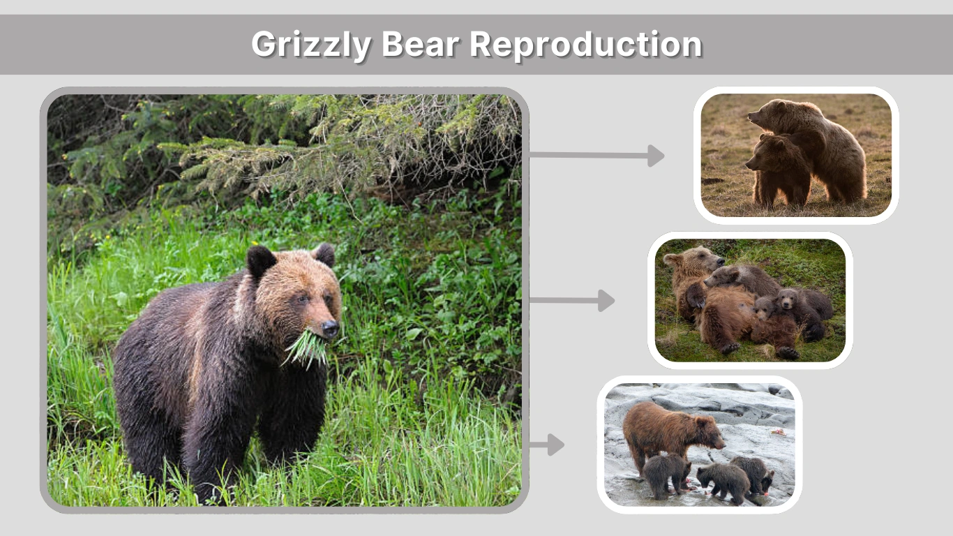Grizzly Bear Reproduction Mating to Motherhood Cycle and Cubs