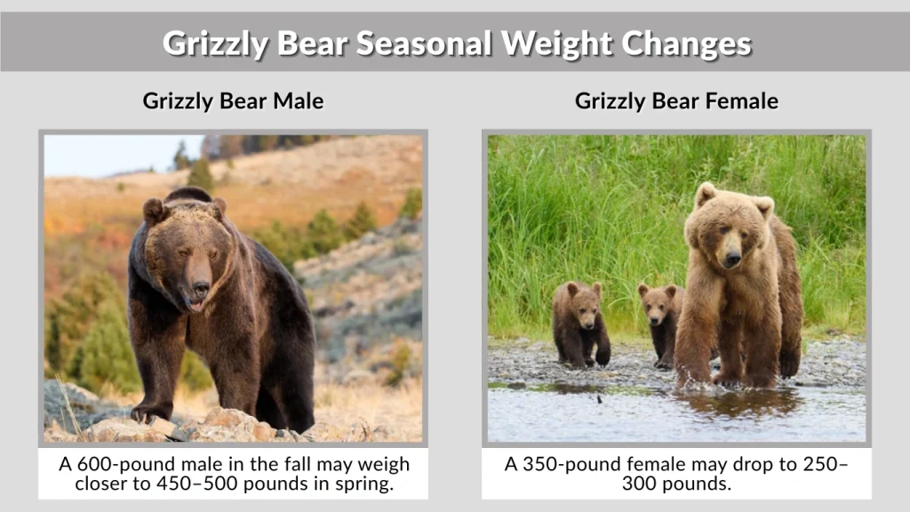 Grizzly Bear Seasonal Weight Changes