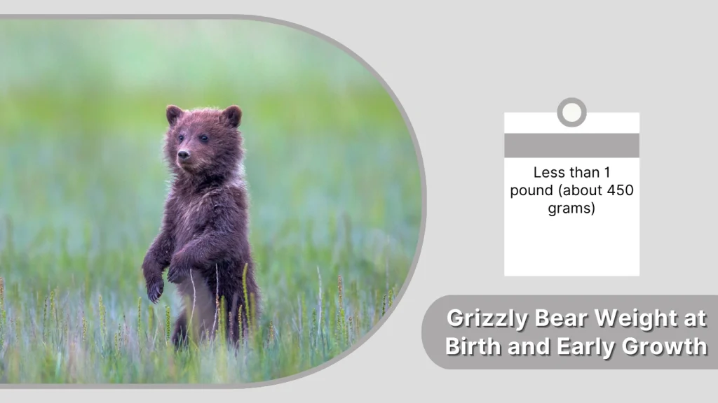 Grizzly Bear Weight at Birth and Early Growth