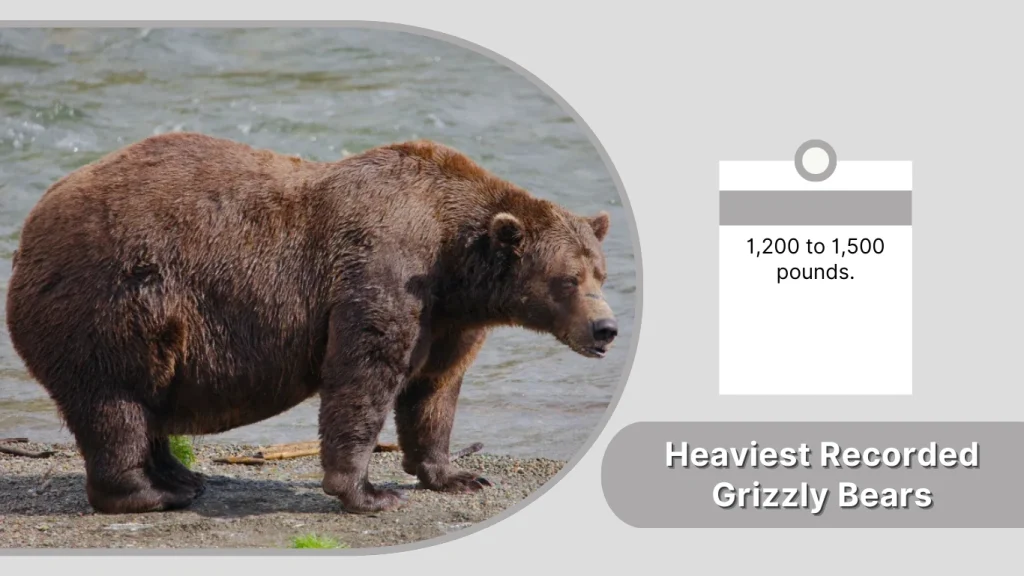Heaviest Recorded Grizzly Bears