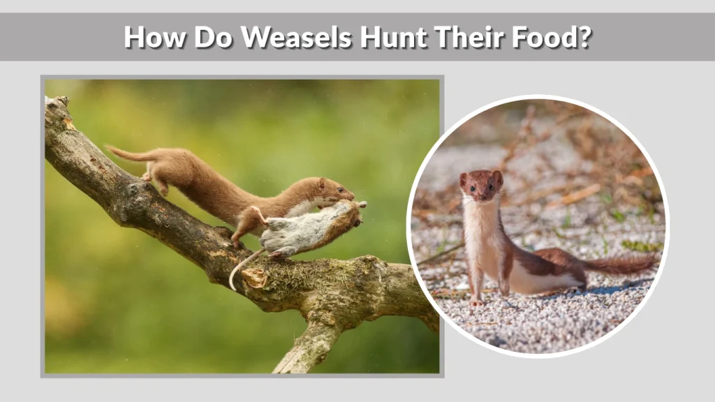 How Do Weasels Hunt Their Food