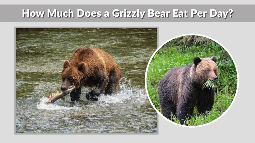 How Much Does a Grizzly Bear Eat Per Day