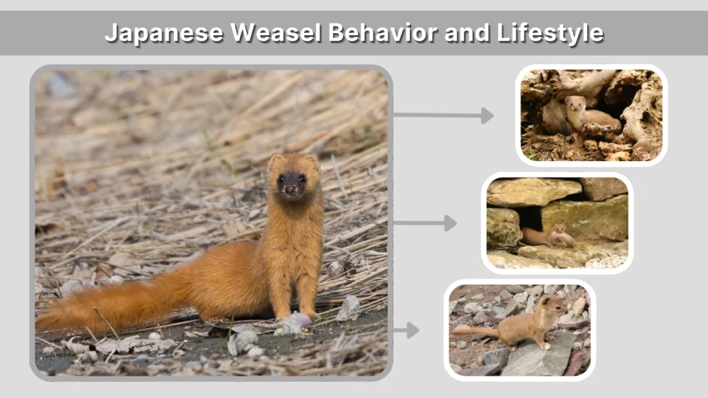 Japanese Weasel Behavior and Lifestyle