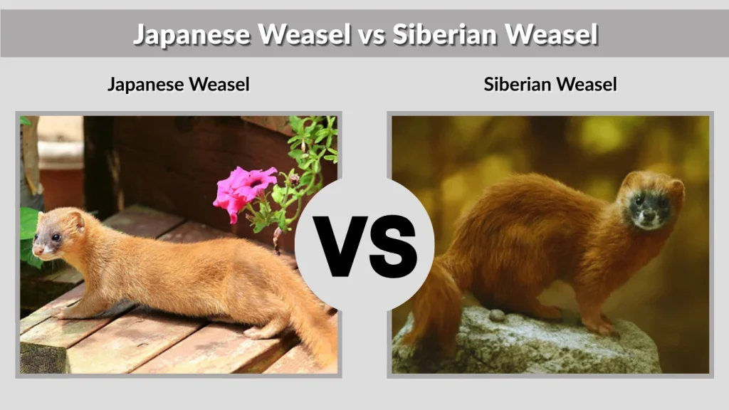 Japanese Weasel vs Siberian Weasel