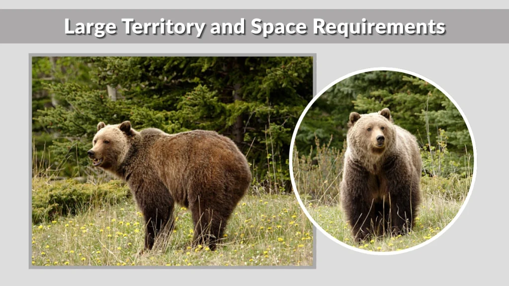 Large Territory and Space Requirements
