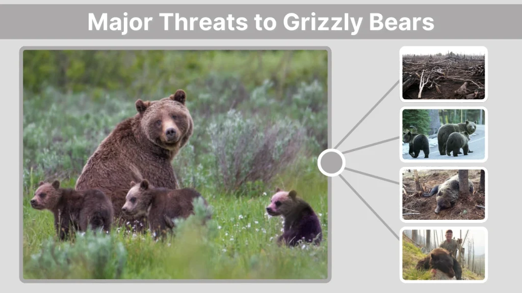 Major Threats to Grizzly Bears