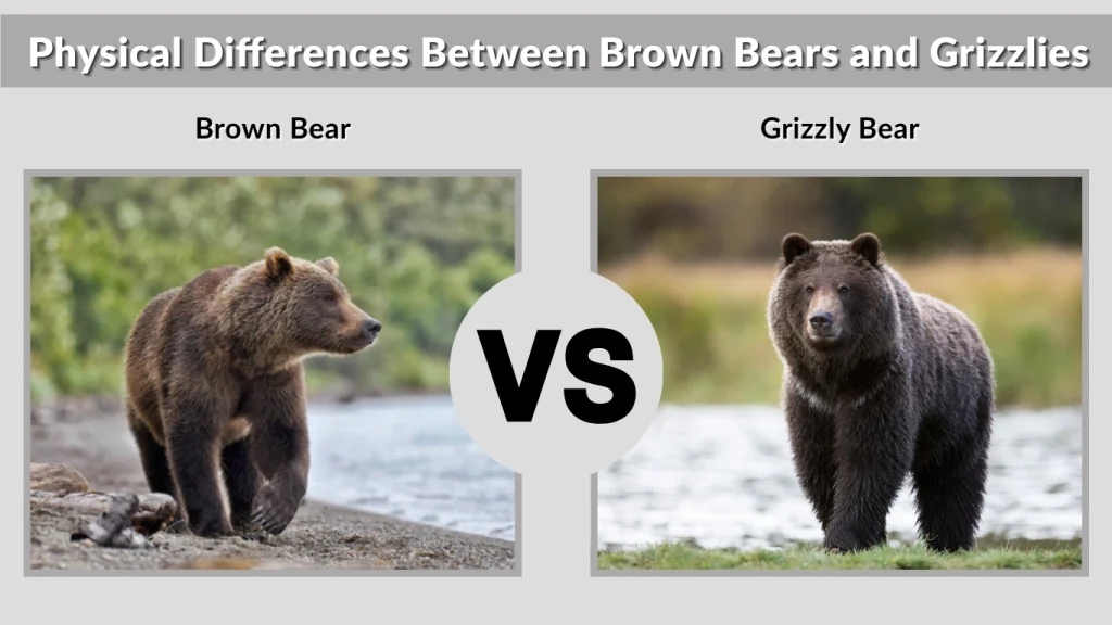 Physical Differences Between Brown Bears and Grizzlies
