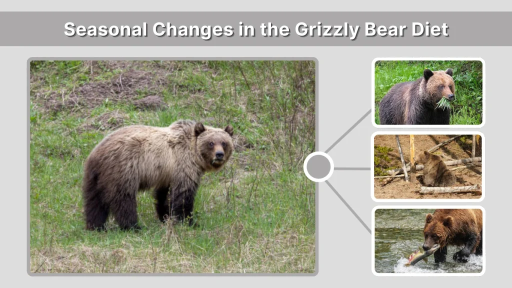 Seasonal Changes in the Grizzly Bear Diet