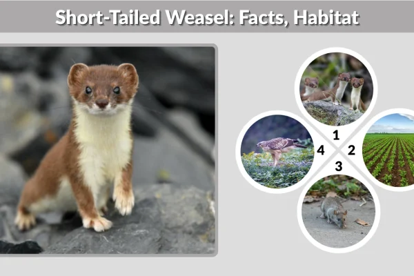 Short-Tailed Weasel Facts, Habitat, and Identification Guide