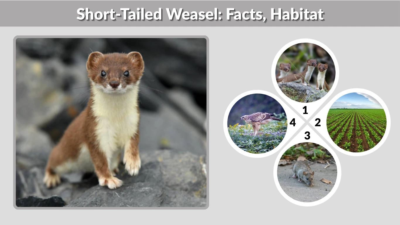 Short-Tailed Weasel Facts, Habitat, and Identification Guide