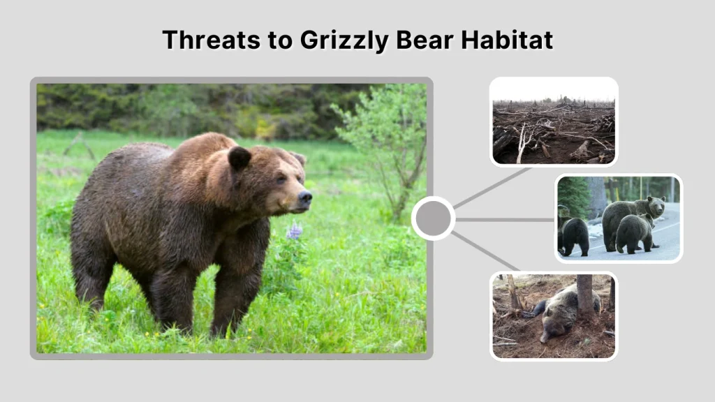 Threats to Grizzly Bear Habitat