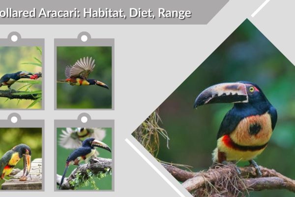 Collared Aracari: Habitat, Diet, Range, and Fascinating Facts