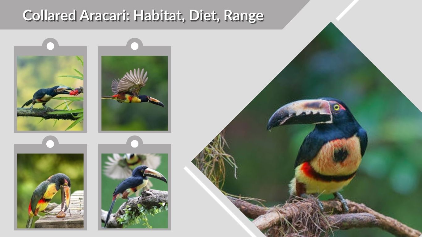 Collared Aracari: Habitat, Diet, Range, and Fascinating Facts