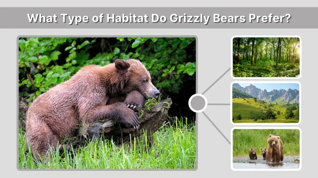 What Type of Habitat Do Grizzly Bears Prefer