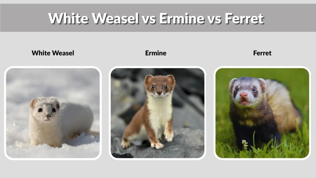 White Weasel vs Ermine vs Ferret
