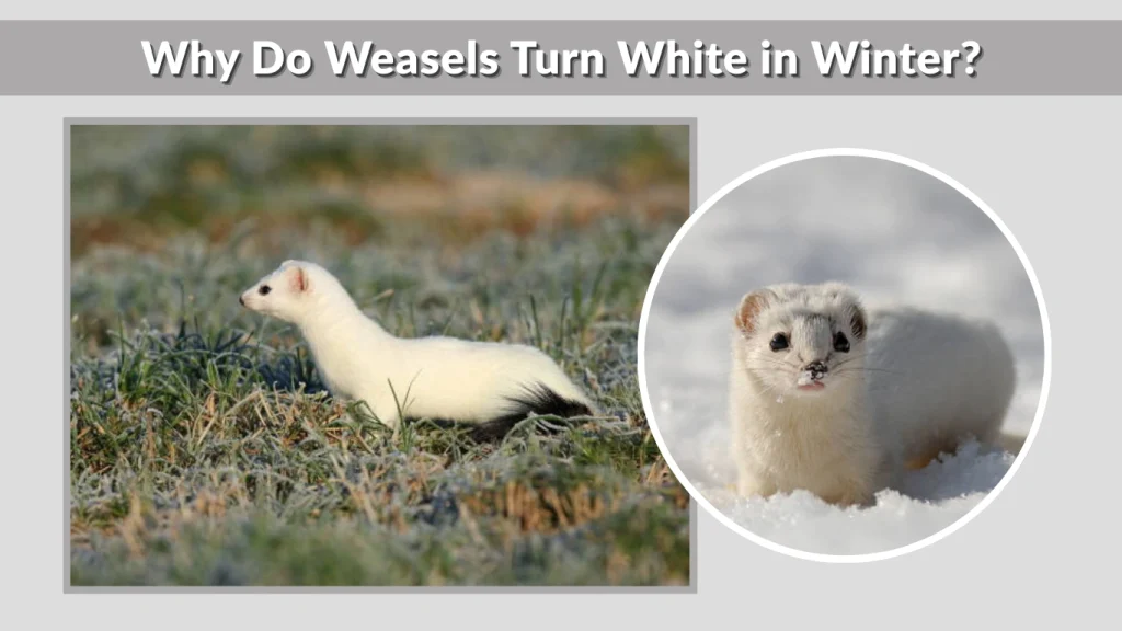 Why Do Weasels Turn White in Winter