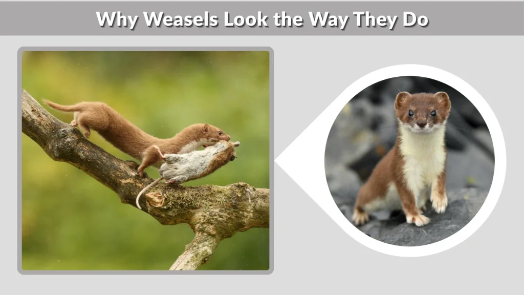 Why Weasels Look the Way They Do