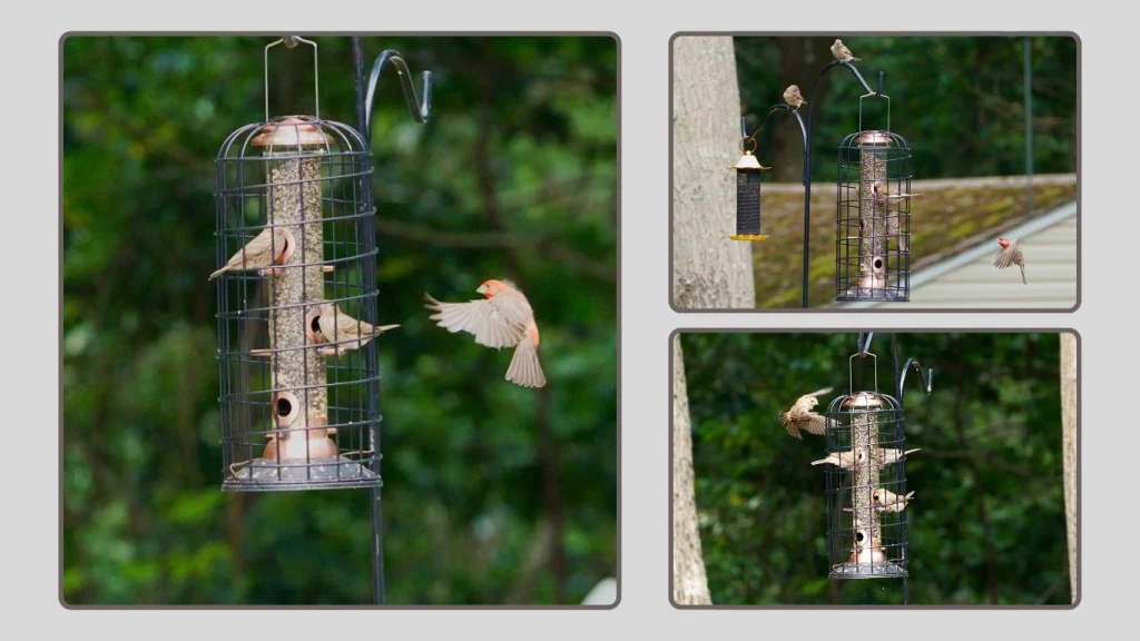 iBorn Squirrel-Proof Outside Pest-Off Hanging Feeder