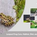 Leopard Frog Care, Habitat, Diet, and Lifespan Guide