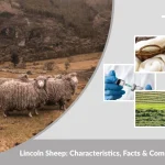 Lincoln Sheep: Characteristics, Facts & Complete Breed Guide