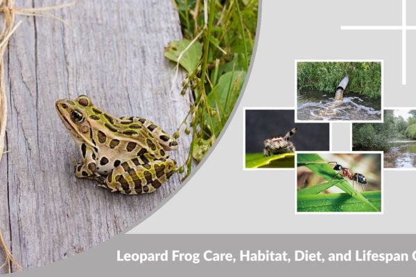 Leopard Frog Care, Habitat, Diet, and Lifespan Guide