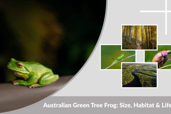 Australian Green Tree Frog: Size, Habitat & Lifespan