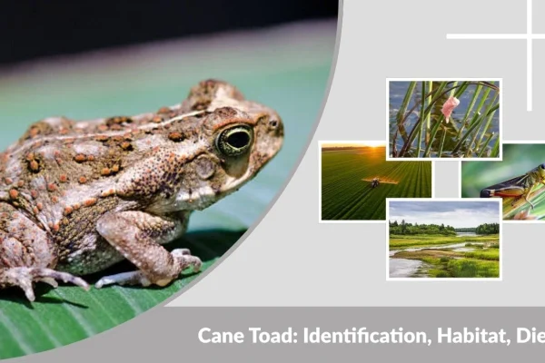 Cane Toad: Identification, Habitat, Diet, Life Cycle & Facts