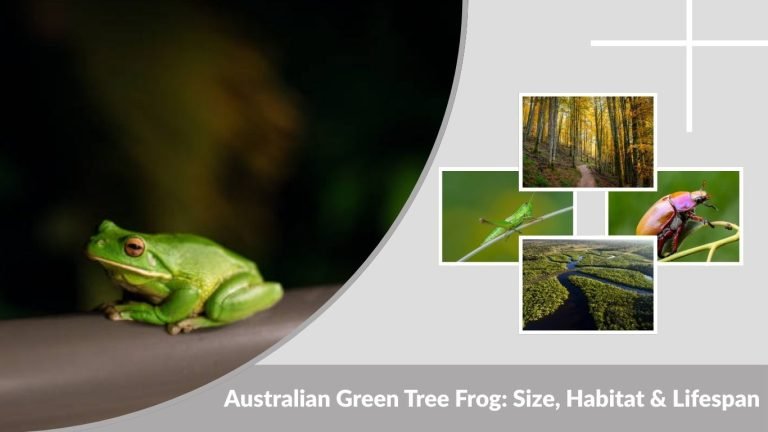 Normal Green Tree Australian Green Tree Frog: Size, Habitat & Lifespan
