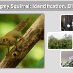 African Pygmy Squirrel: Identification, Diet, Habitat & Facts