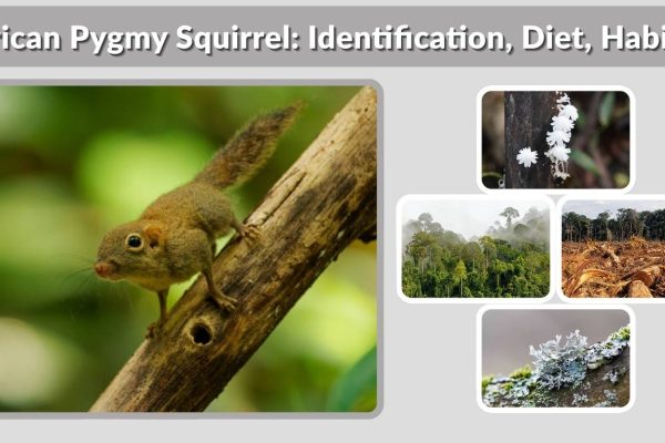 African Pygmy Squirrel: Identification, Diet, Habitat & Facts