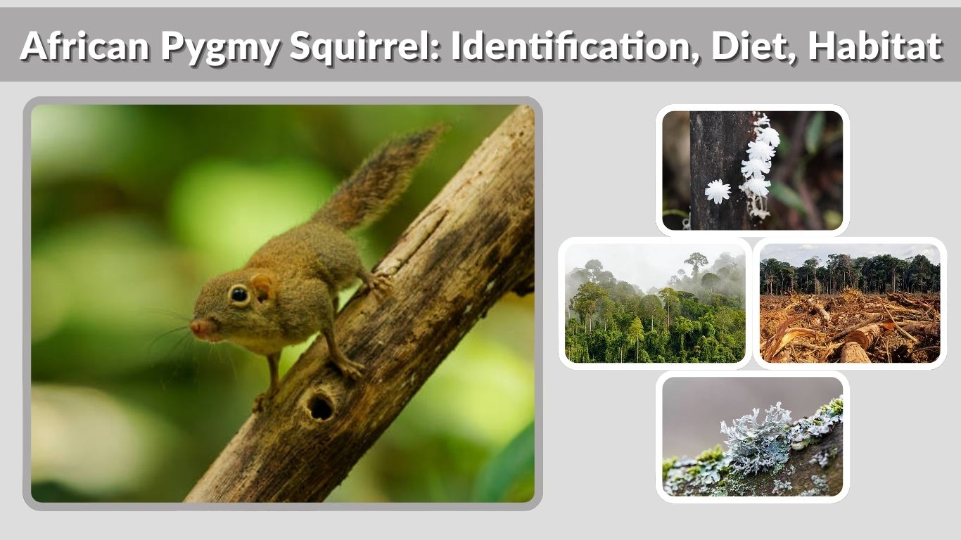African Pygmy Squirrel: Identification, Diet, Habitat & Facts