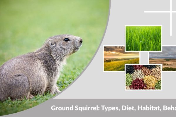 Ground Squirrel: Types, Diet, Habitat, Behavior & Facts