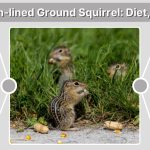 Thirteen-lined Ground Squirrel: Diet, Habitat & Interesting Facts