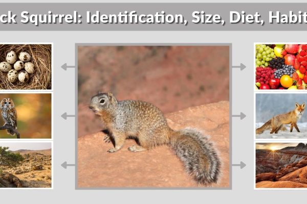 Rock Squirrel: Identification, Size, Diet, Habitat & Interesting Facts