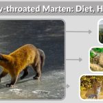 Yellow-throated Marten: Diet, Habitat & Interesting Fact