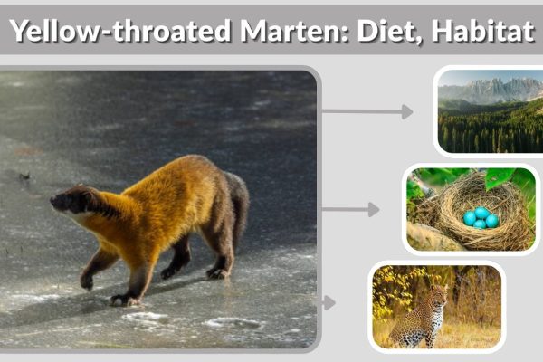 Yellow-throated Marten: Diet, Habitat & Interesting Fact