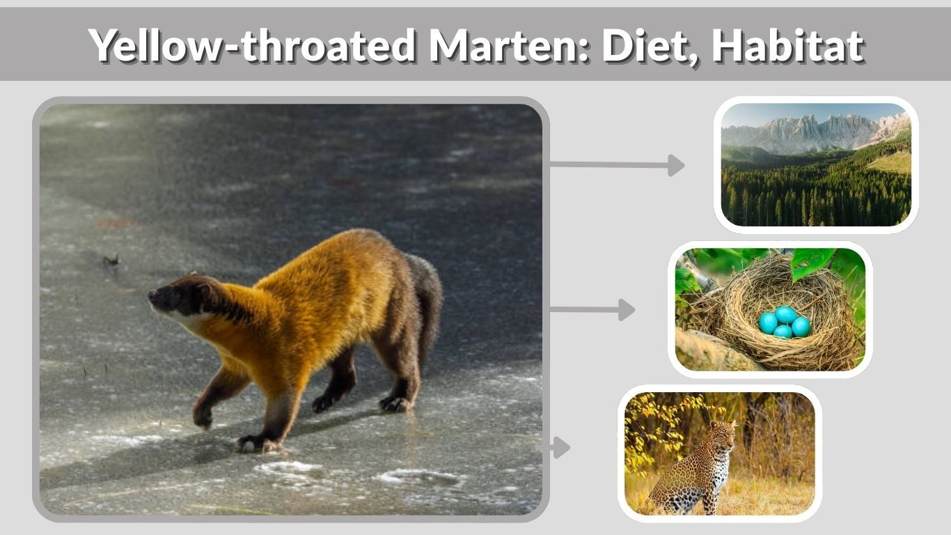Yellow-throated Marten: Diet, Habitat & Interesting Fact