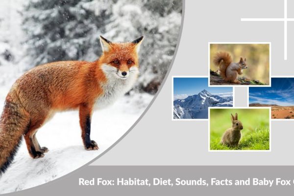 Red Fox: Habitat, Diet, Sounds, Facts and Baby Fox Guide