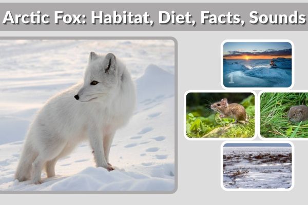 Arctic Fox: Habitat, Diet, Facts, Sounds & Arctic Fox vs Red Fox
