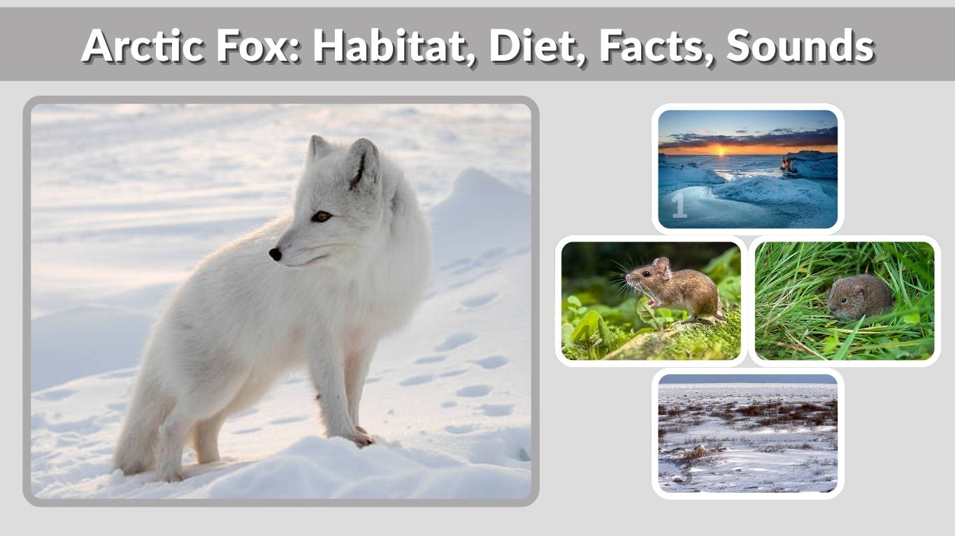 Arctic Fox: Habitat, Diet, Facts, Sounds & Arctic Fox vs Red Fox