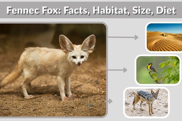 Fennec Fox: Facts, Habitat, Size, Diet, Life Cycle & Lifespan