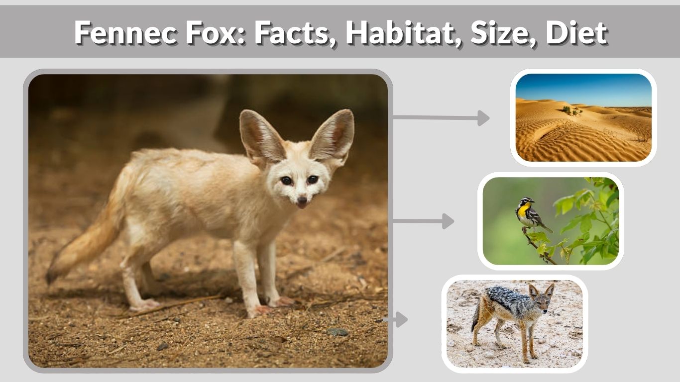 Fennec Fox: Facts, Habitat, Size, Diet, Life Cycle & Lifespan