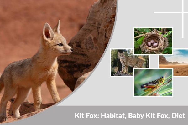 Kit Fox: Habitat, Baby Kit Fox, Diet & Kit Fox vs Gray Fox