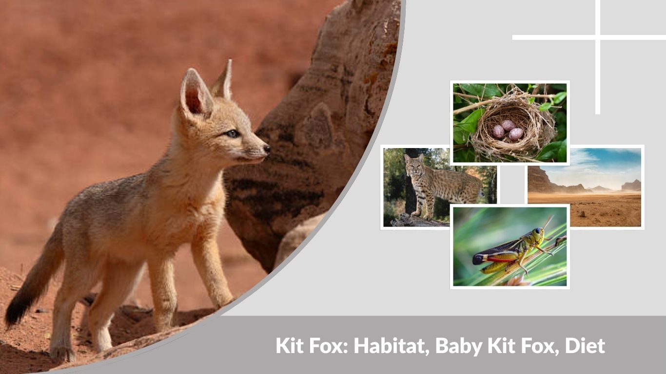 Kit Fox: Habitat, Baby Kit Fox, Diet & Kit Fox vs Gray Fox