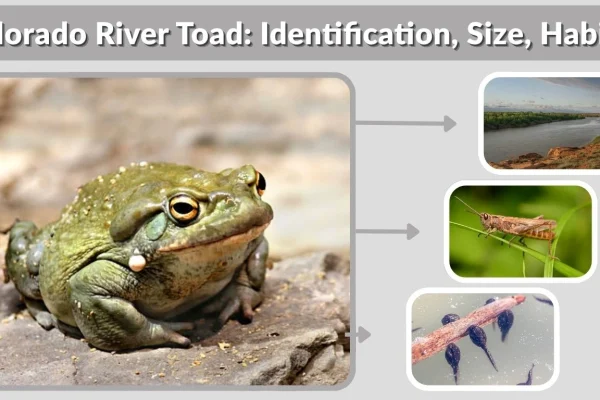 Colorado River Toad: Identification, Size, Habitat, Diet & Facts