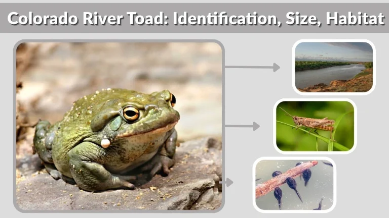 Colorado River Toad: Identification, Size, Habitat, Diet & Facts