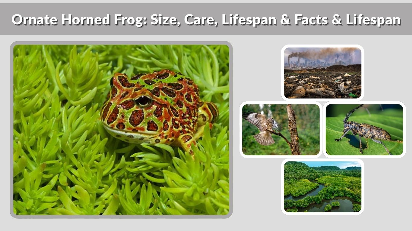 Ornate Horned Frog:  Size, Care, Lifespan & Facts & Lifespan
