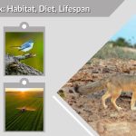 Swift Fox: Habitat, Diet, Lifespan & Interesting Facts