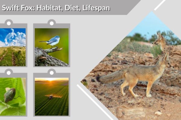 Swift Fox: Habitat, Diet, Lifespan & Interesting Facts