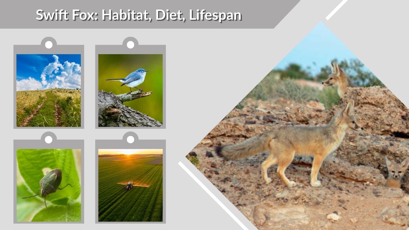 Swift Fox: Habitat, Diet, Lifespan & Interesting Facts